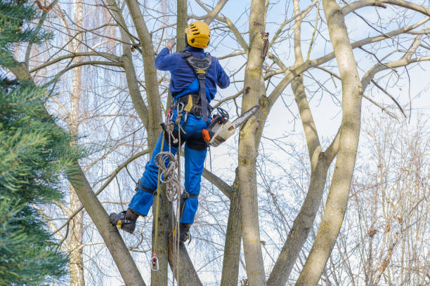 Best Commercial Tree Services  in University, FL