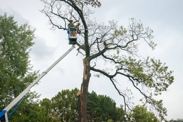 Best Tree Mulching  in University, FL